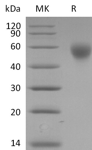 Biotinylated Human SLAMF1 +SDS-PAGE.jpg
